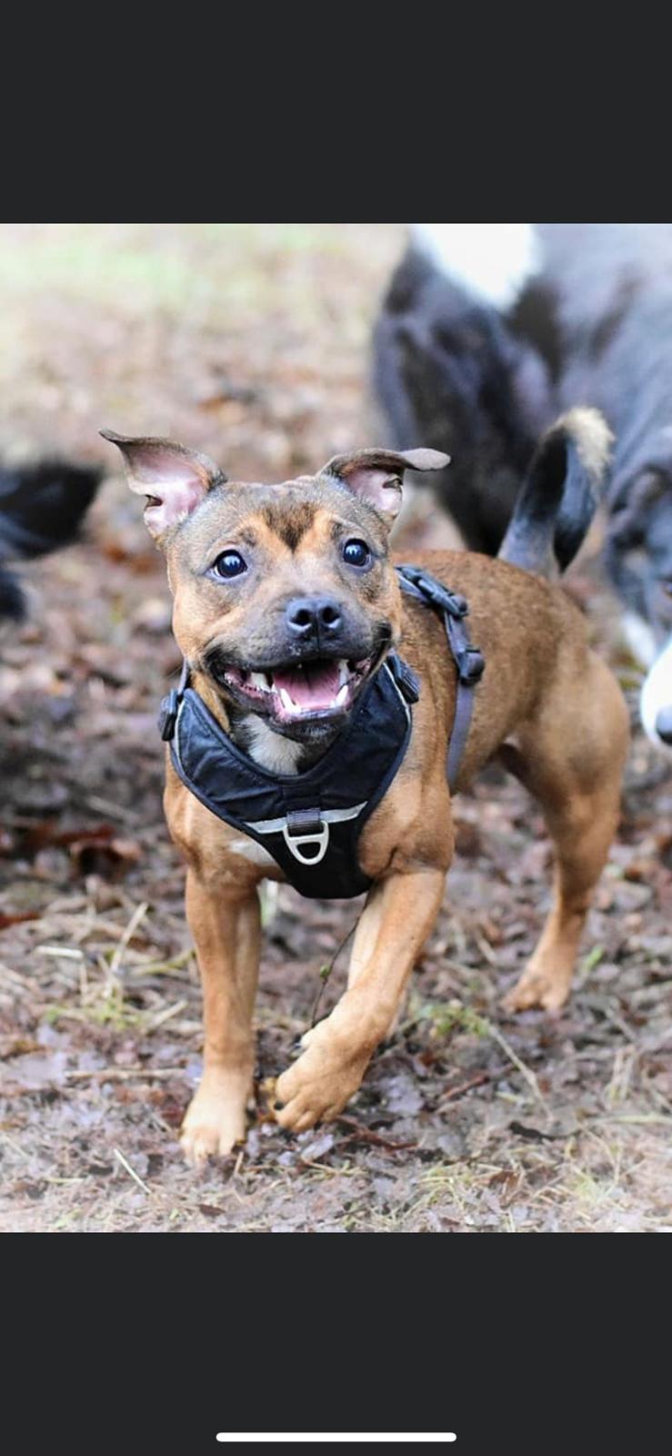 Staffordshire bull terrier Kenya  billede 33