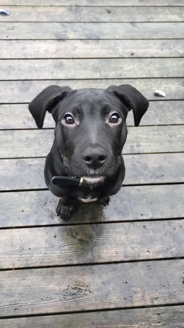 Blanding af racer Baloo - Baloo 15 uger billede 6