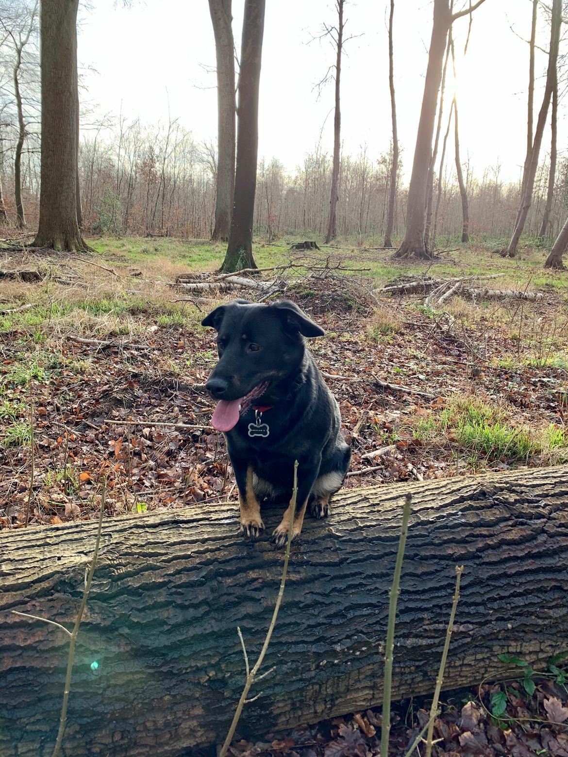 Blanding af racer Zika billede 9