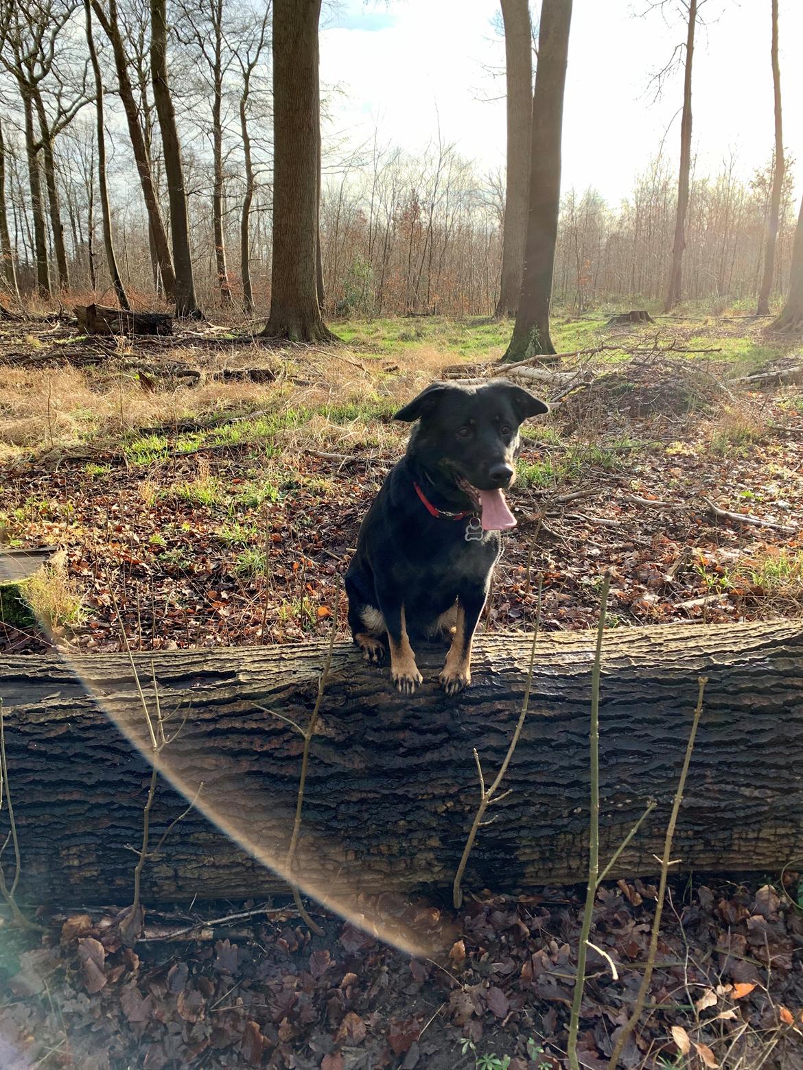 Blanding af racer Zika billede 11