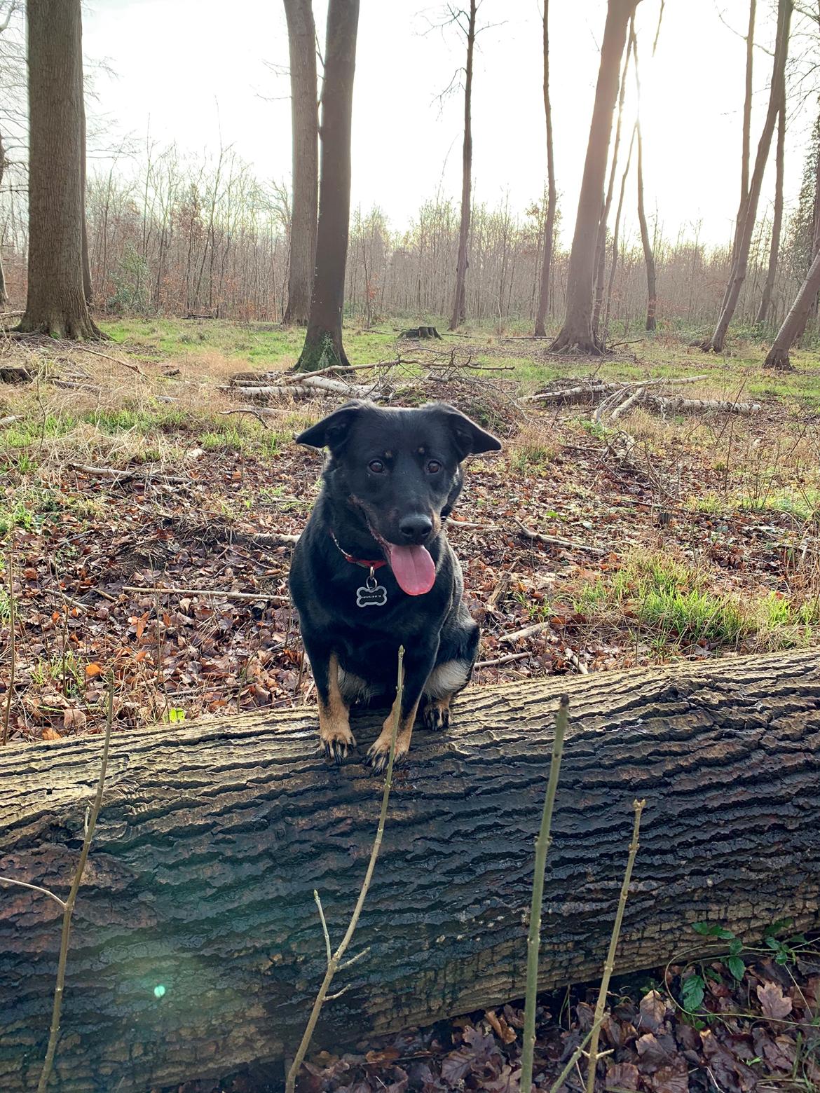 Blanding af racer Zika billede 8