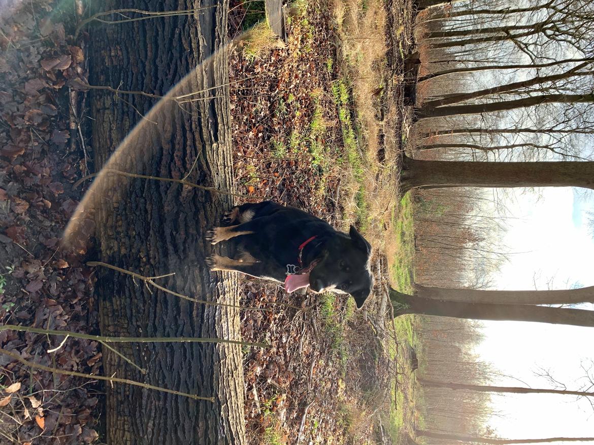 Blanding af racer Zika billede 10