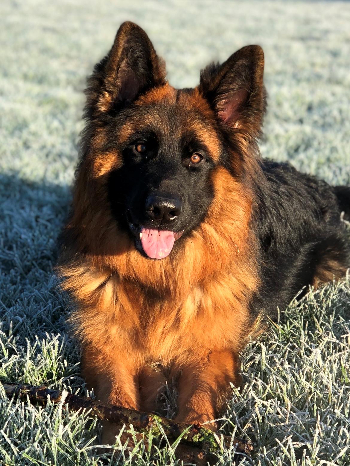 Schæferhund Xinkai  billede 30