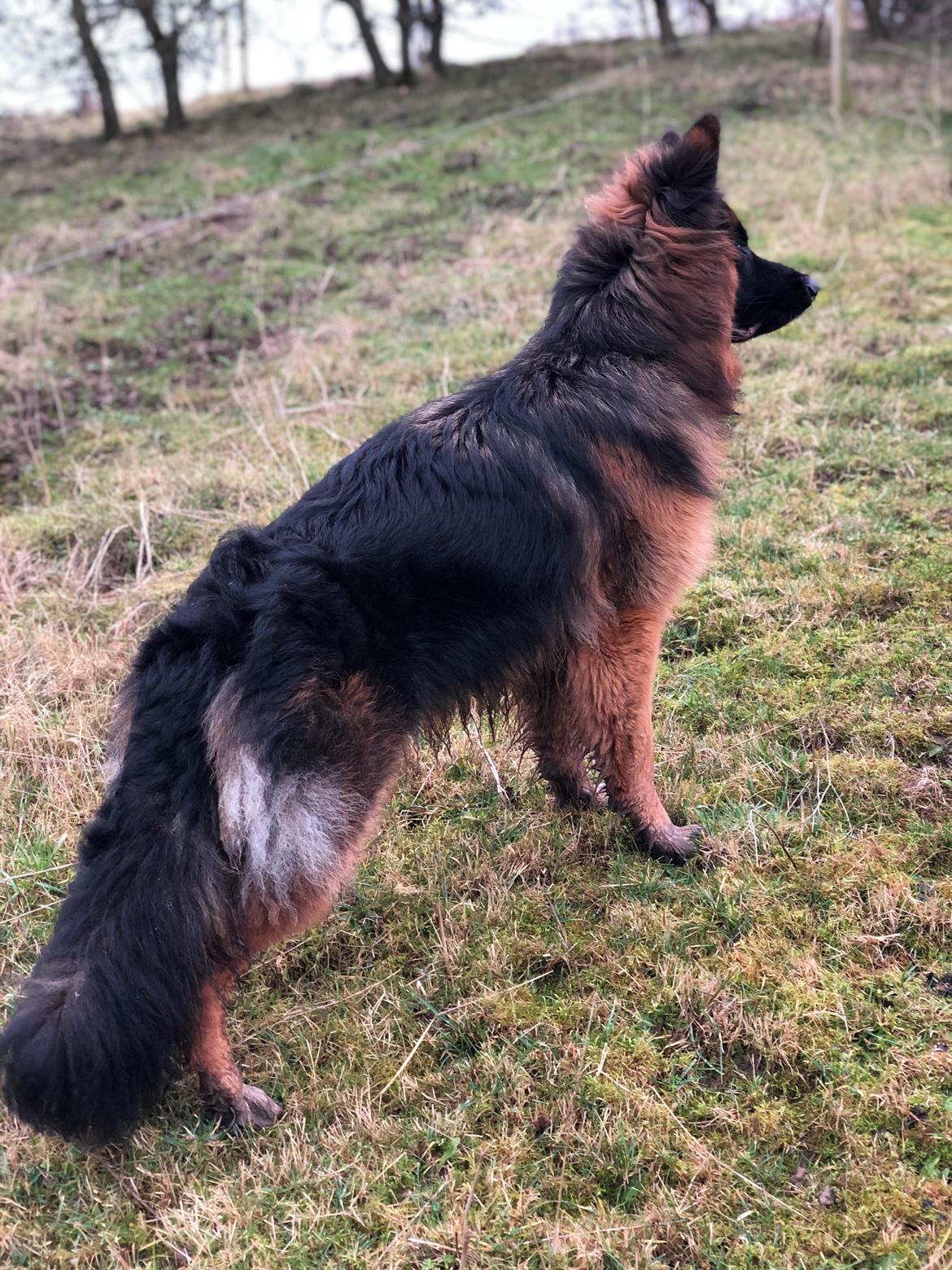 Schæferhund Xinkai  billede 31