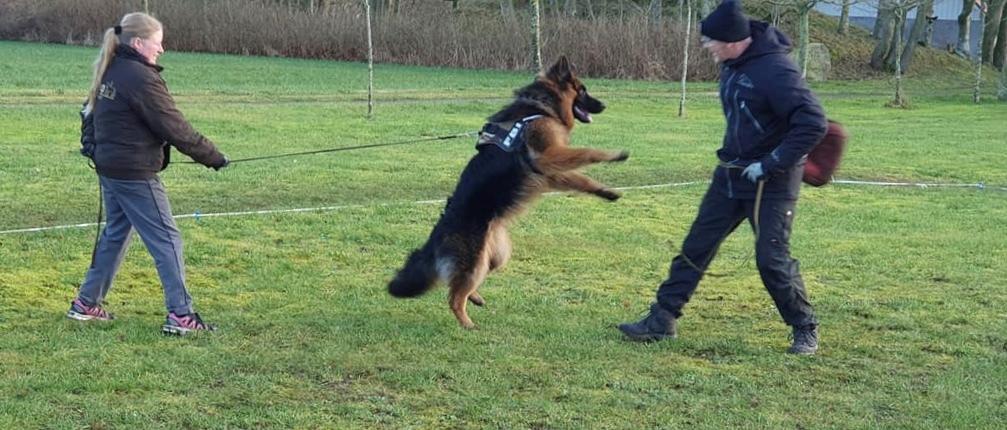 Schæferhund Xinkai  billede 32