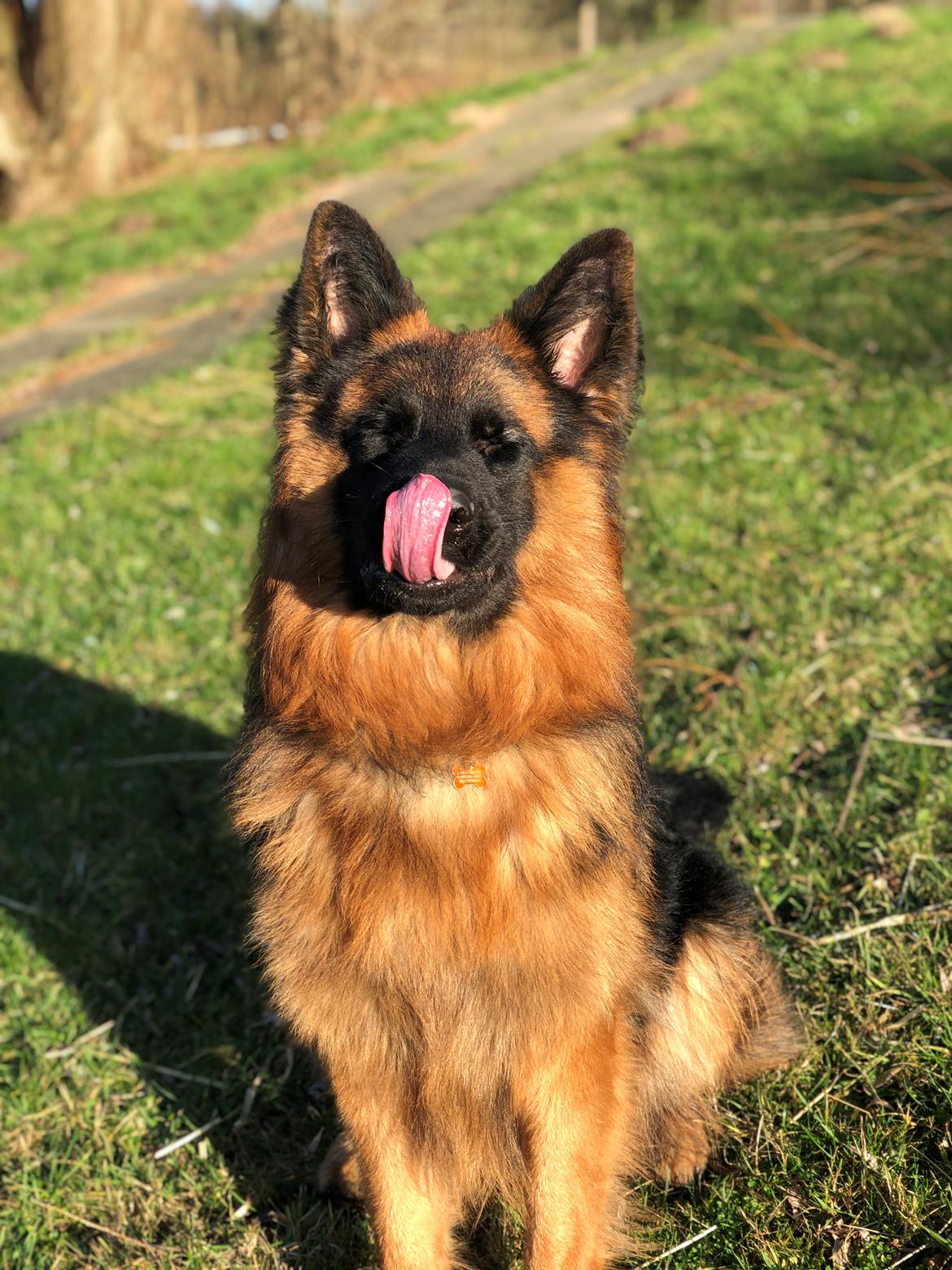 Schæferhund Xinkai  billede 36