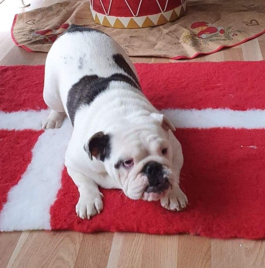 Engelsk bulldog Freya billede 1
