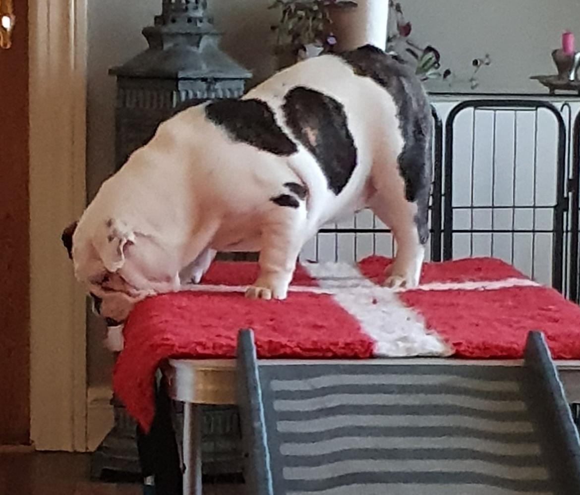 Engelsk bulldog Freya billede 2