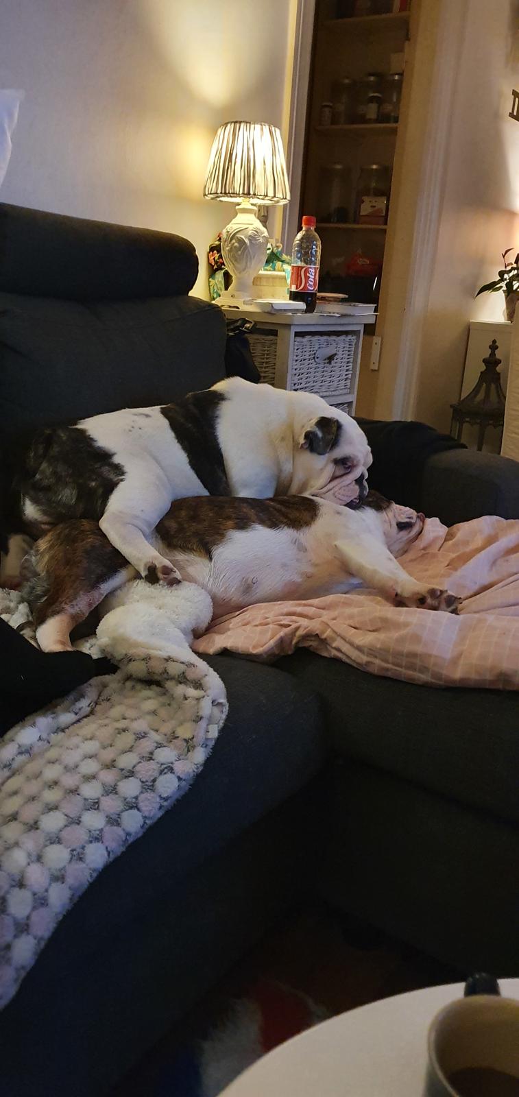 Engelsk bulldog Freya billede 3