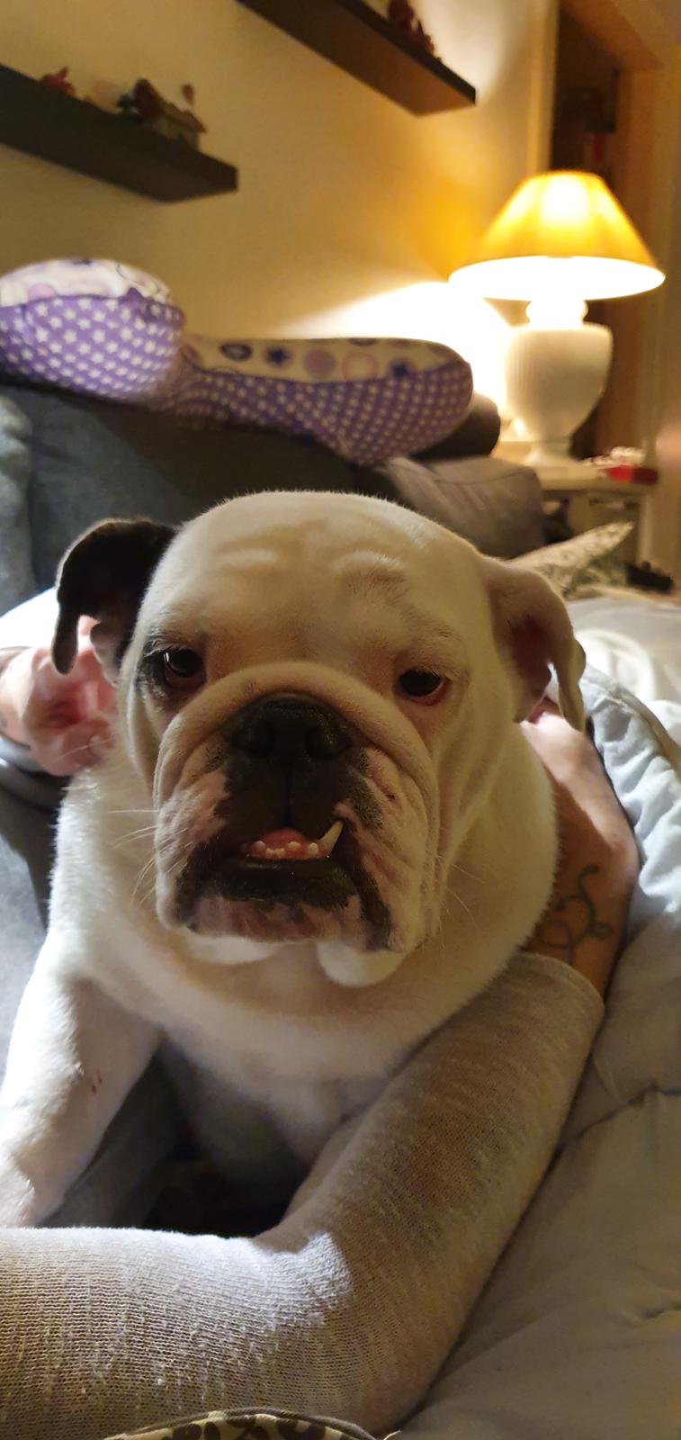 Engelsk bulldog Freya billede 5