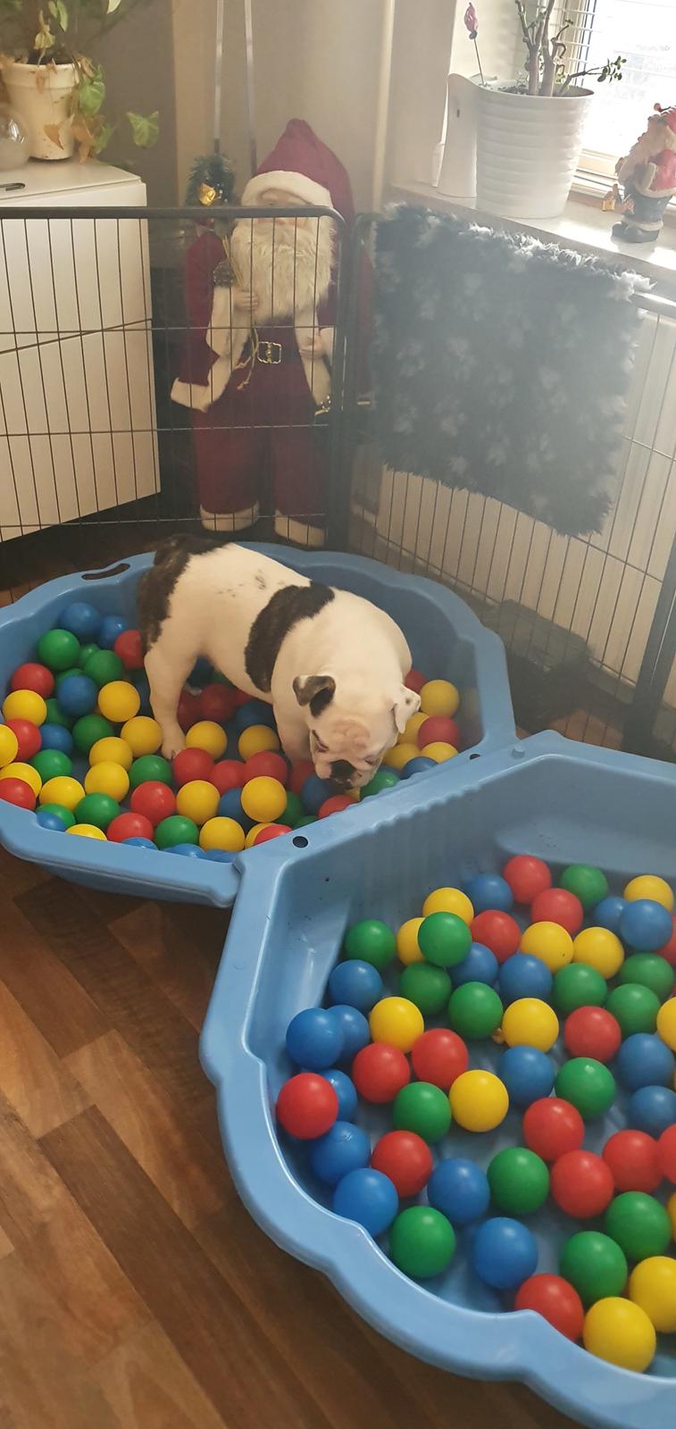 Engelsk bulldog Freya billede 6