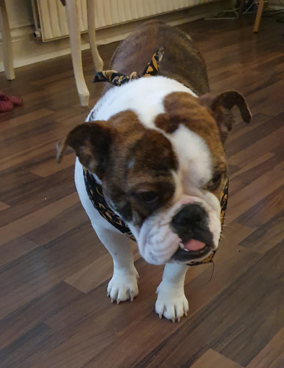 Engelsk bulldog Bajka billede 1