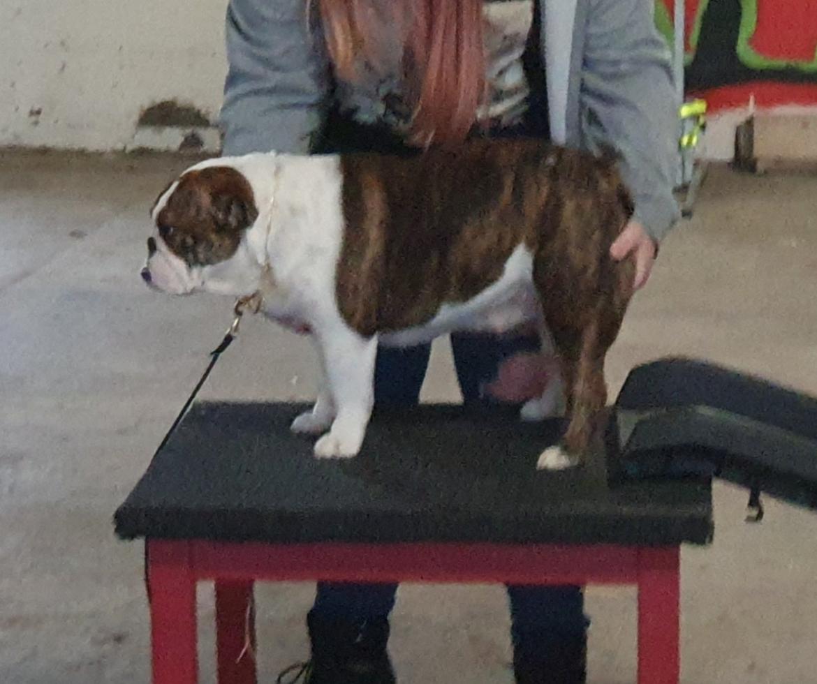 Engelsk bulldog Bajka billede 2