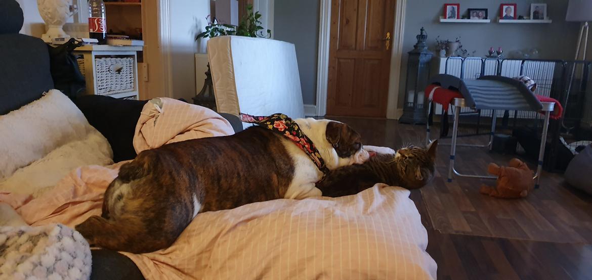 Engelsk bulldog Bajka billede 3