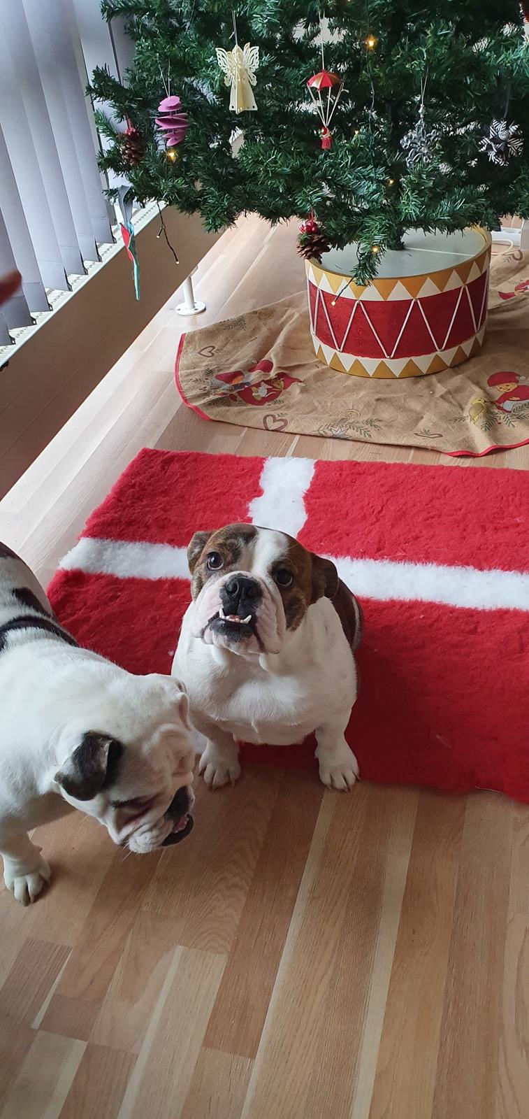 Engelsk bulldog Bajka billede 4