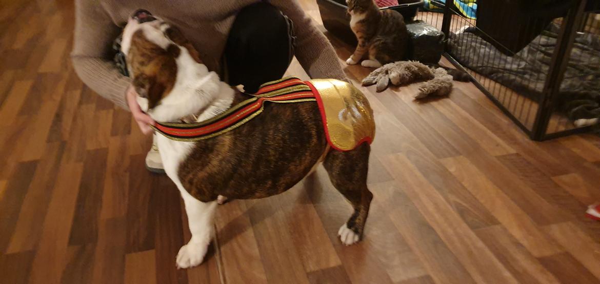 Engelsk bulldog Bajka billede 5