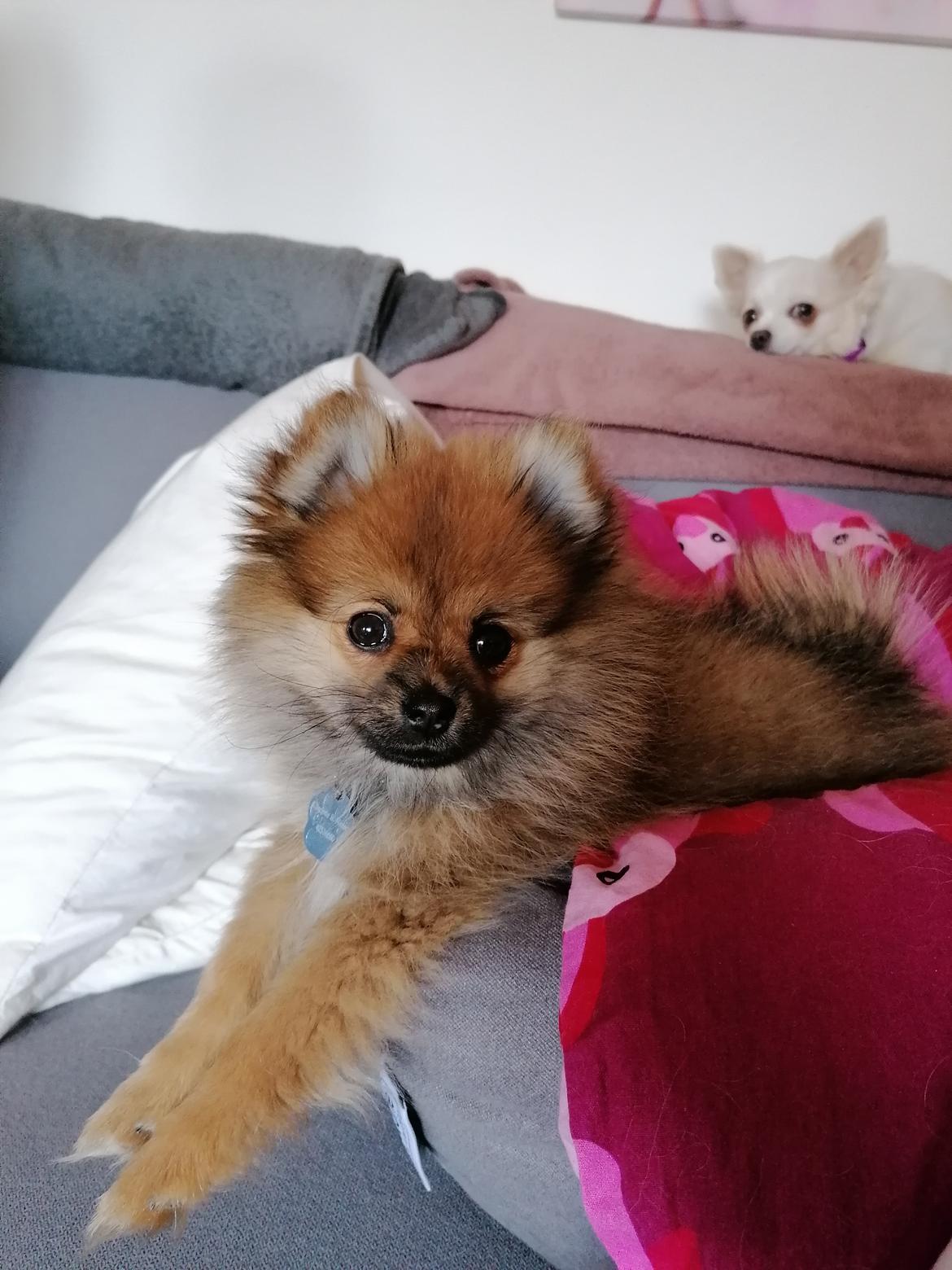 Pomeranian Alou  billede 15