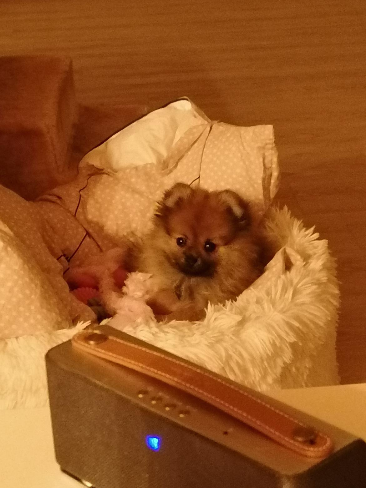 Pomeranian Alou  billede 18