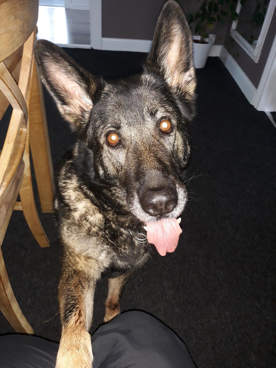 Schæferhund Sportshund Gipsi. (Gipsi). billede 19