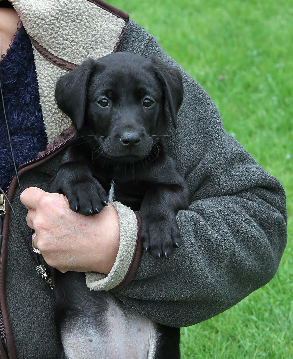 Labrador retriever Indiana billede 1