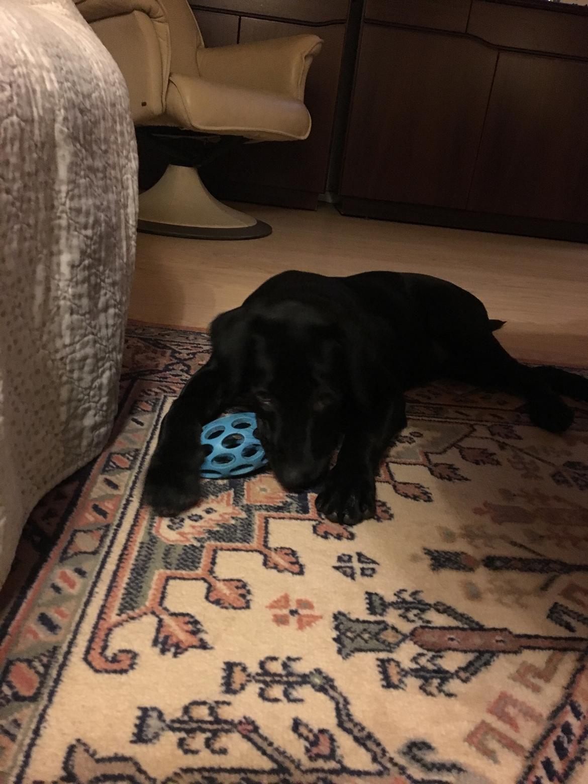 Labrador retriever Indiana billede 3