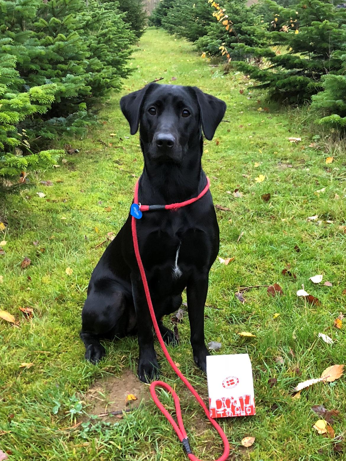 Labrador retriever Indiana billede 4