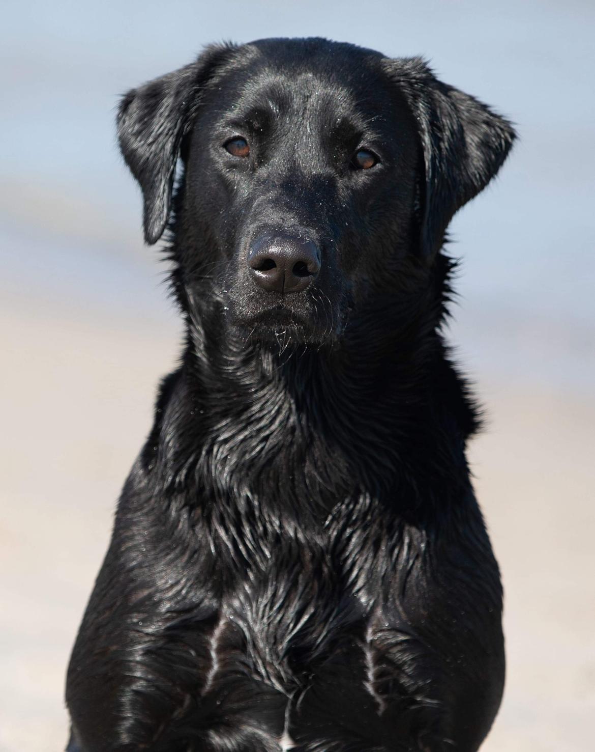 Labrador retriever Indiana billede 7