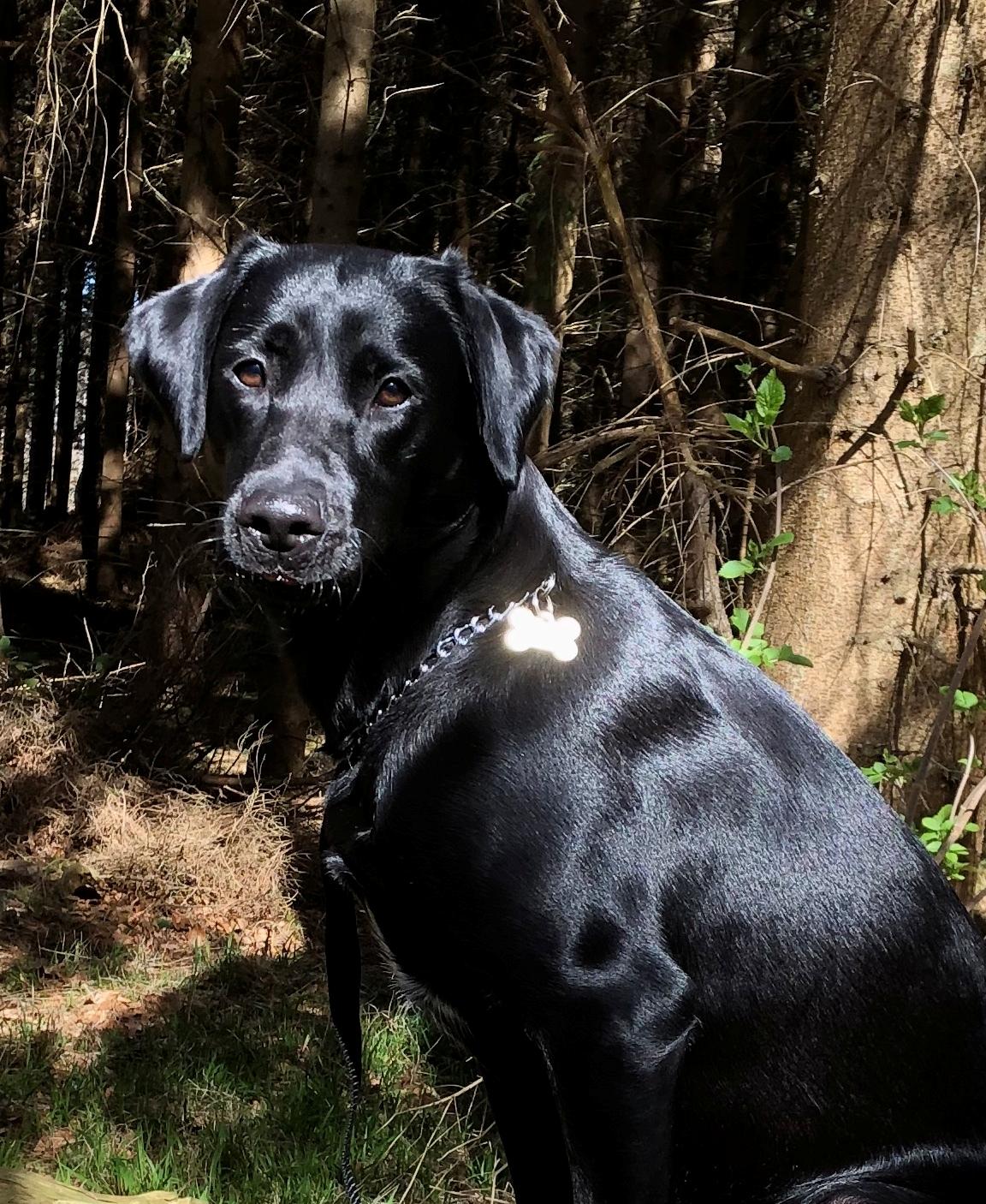 Labrador retriever Indiana billede 5