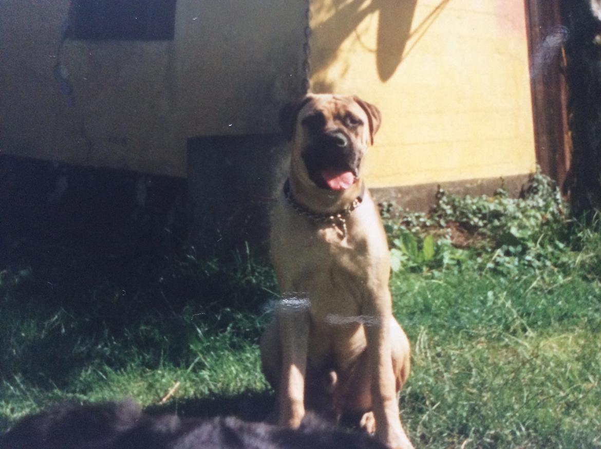 Bullmastiff Bastian “himmelhund” billede 1
