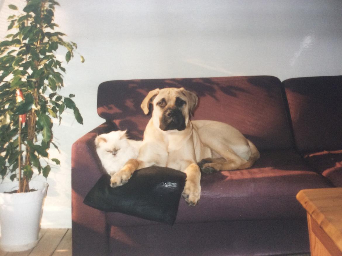 Bullmastiff Bastian “himmelhund” billede 2