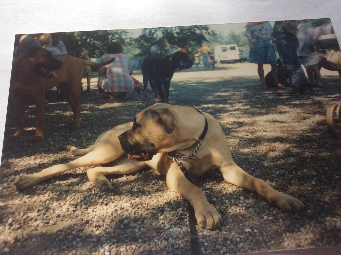 Bullmastiff Bastian “himmelhund” billede 4