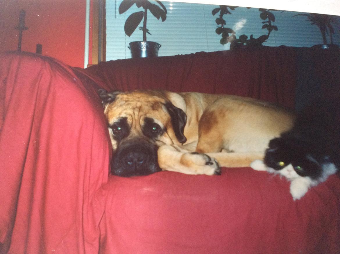 Bullmastiff Bastian “himmelhund” billede 5