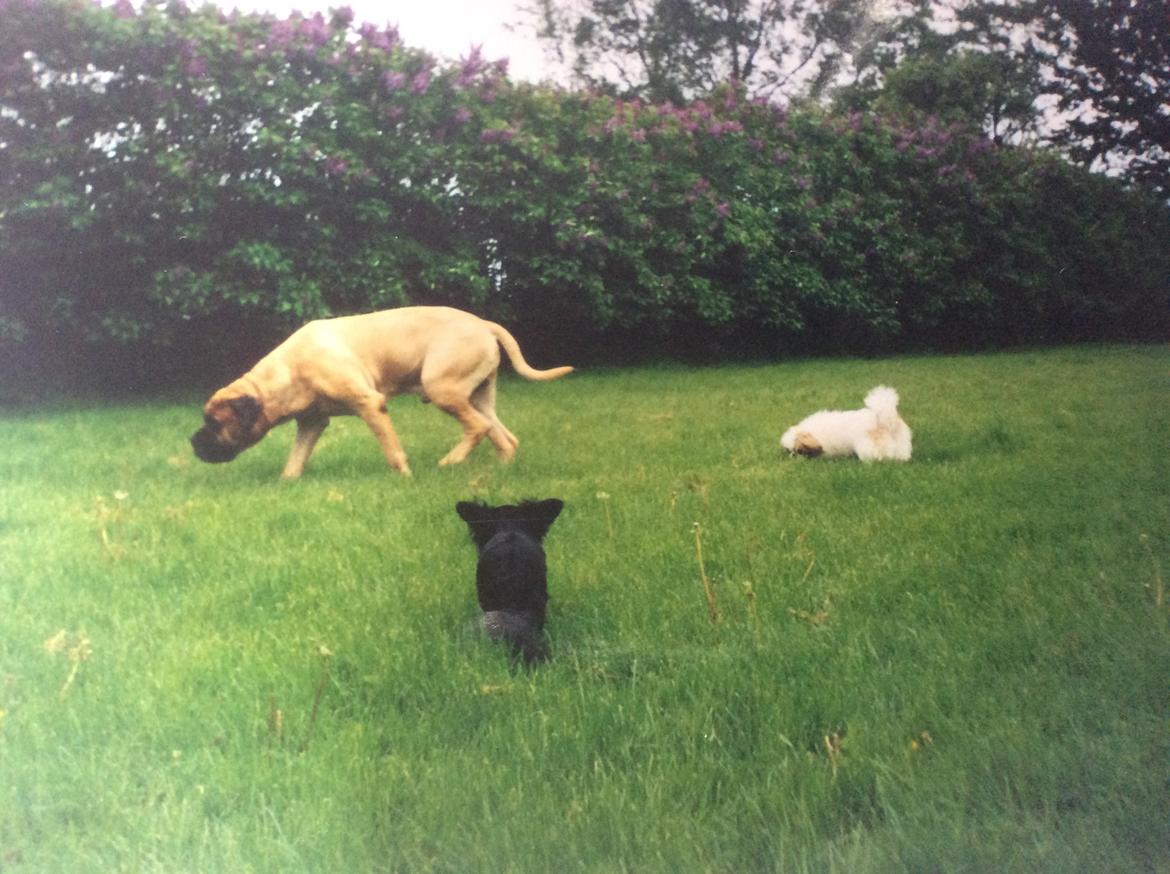 Bullmastiff Bastian “himmelhund” billede 6