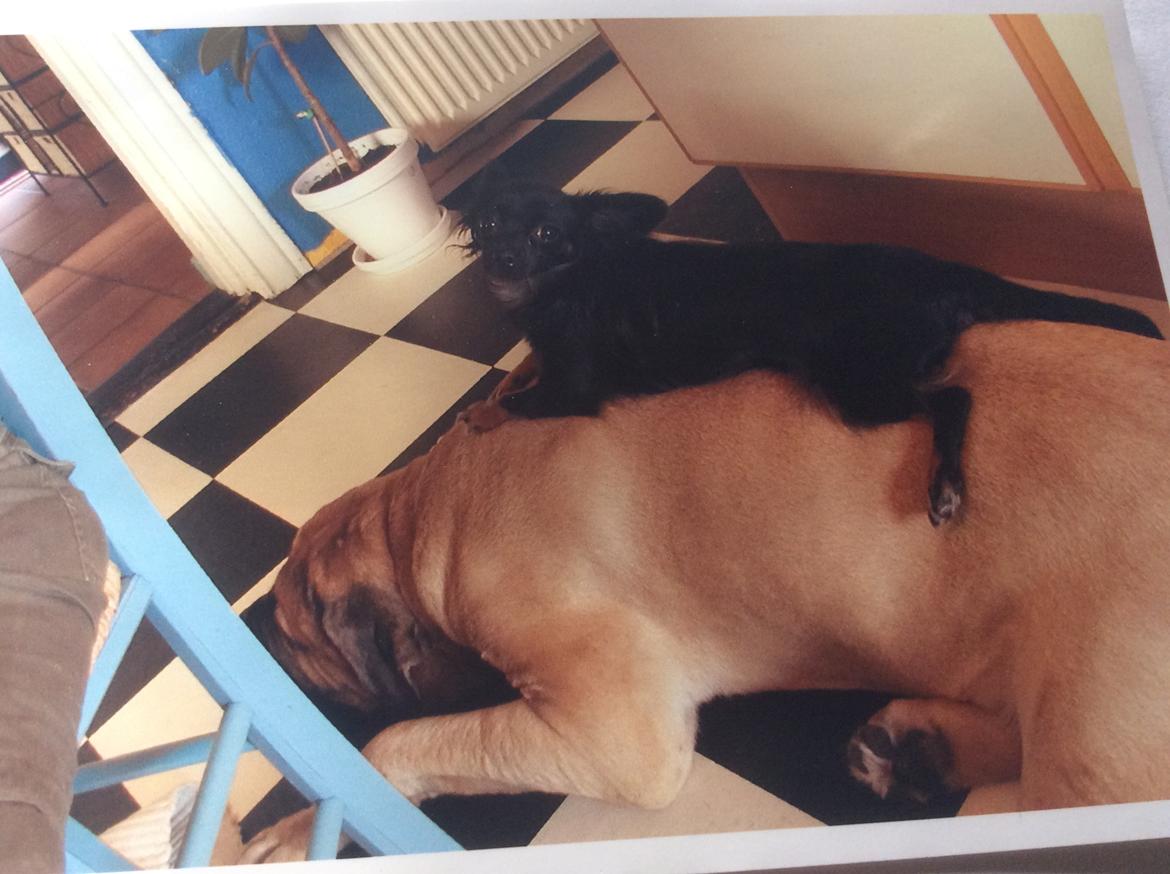 Bullmastiff Bastian “himmelhund” billede 7