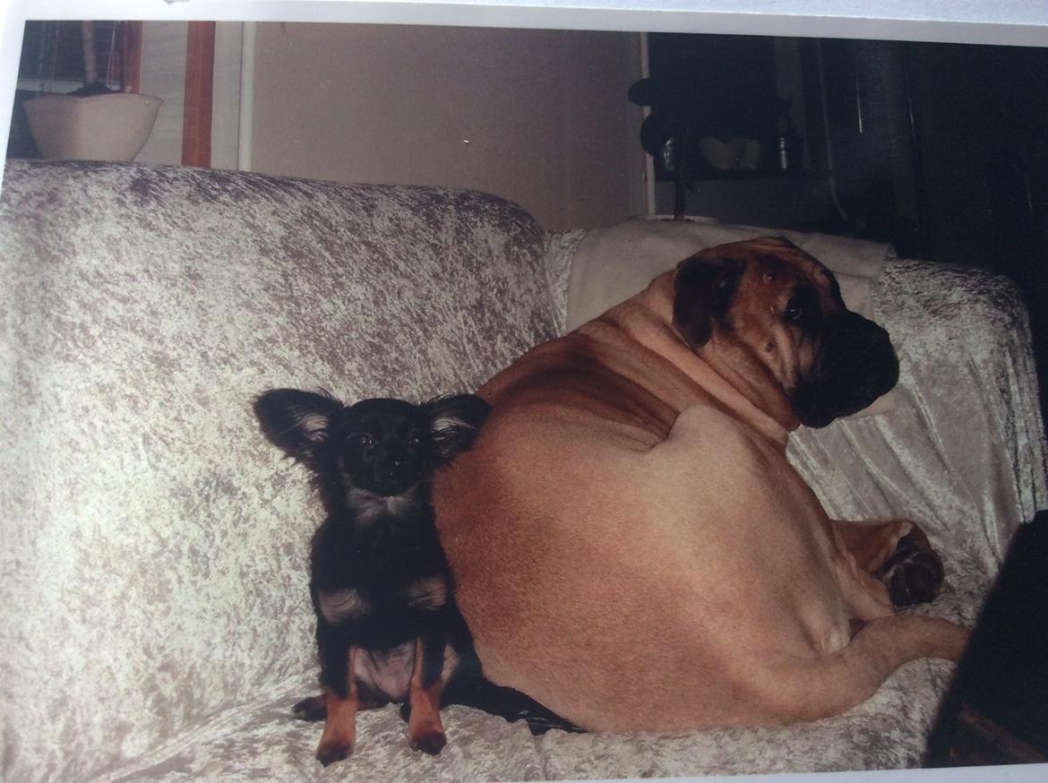 Bullmastiff Bastian “himmelhund” billede 8