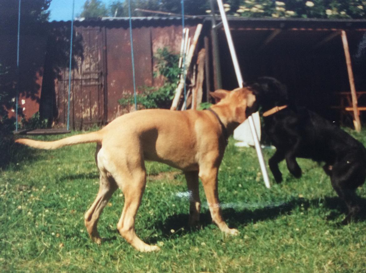 Bullmastiff Bastian “himmelhund” billede 3