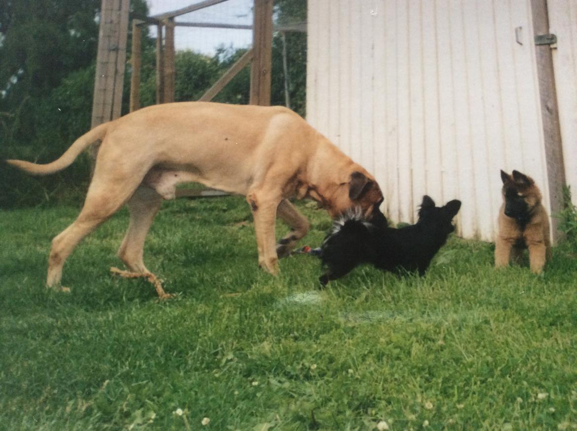 Bullmastiff Bastian “himmelhund” billede 10