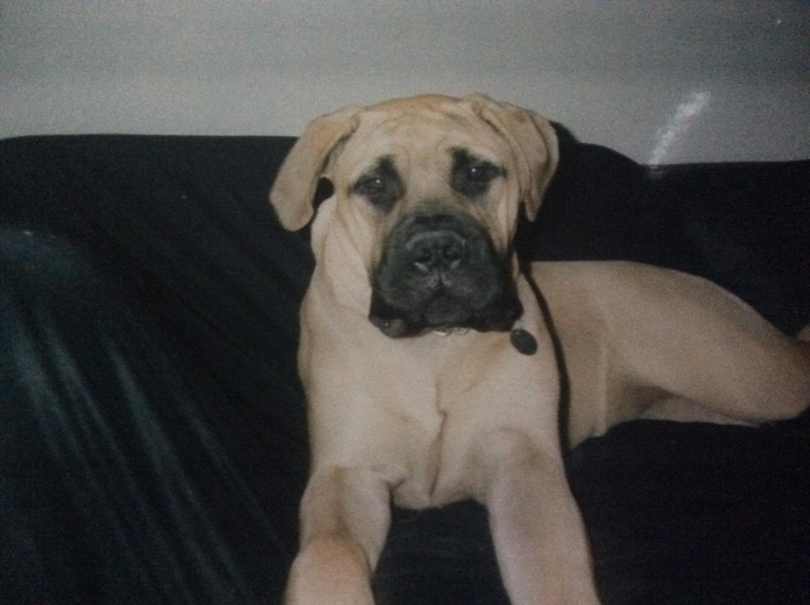 Bullmastiff Bastian “himmelhund” billede 11