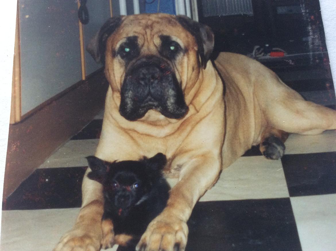 Bullmastiff Bastian “himmelhund” billede 9