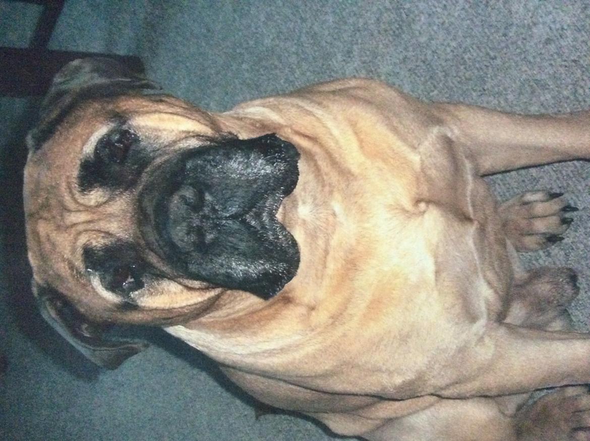 Bullmastiff Bastian “himmelhund” billede 13