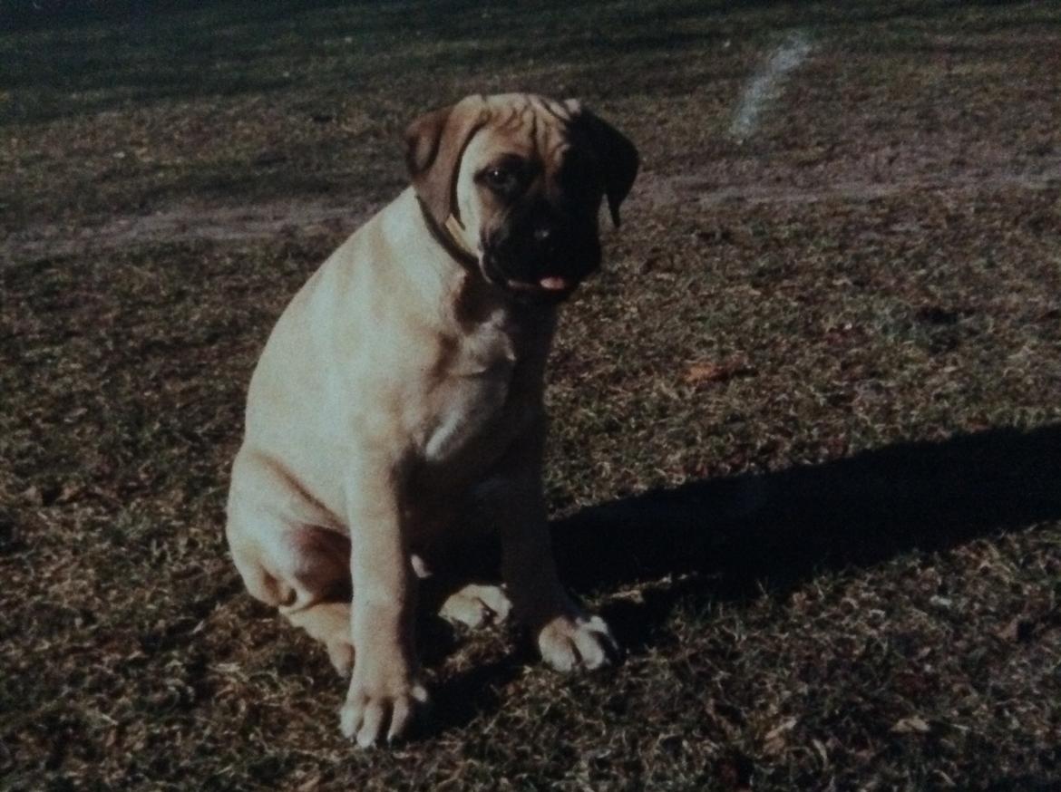 Bullmastiff Bastian “himmelhund” billede 12