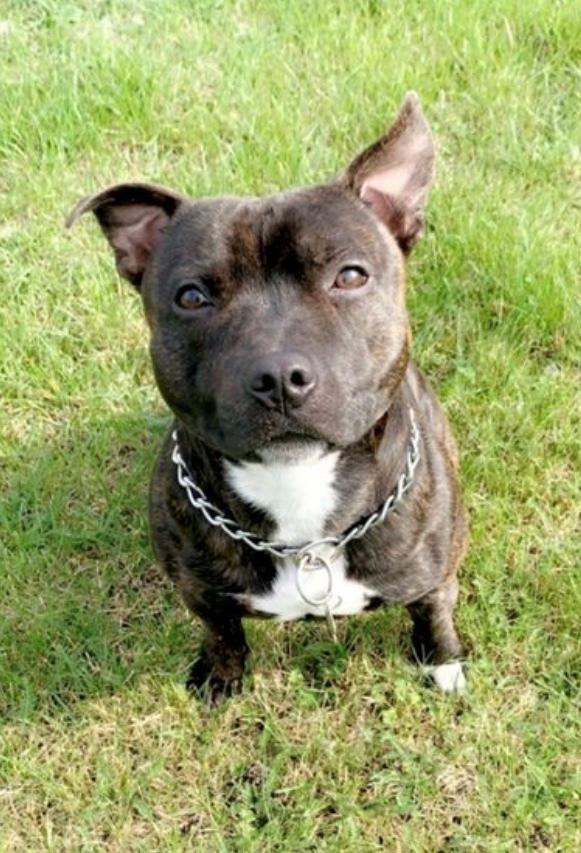 Staffordshire bull terrier Lundgaards Scar *Charlie* billede 1