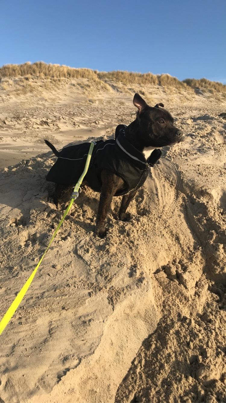 Staffordshire bull terrier Lundgaards Scar *Charlie* billede 7