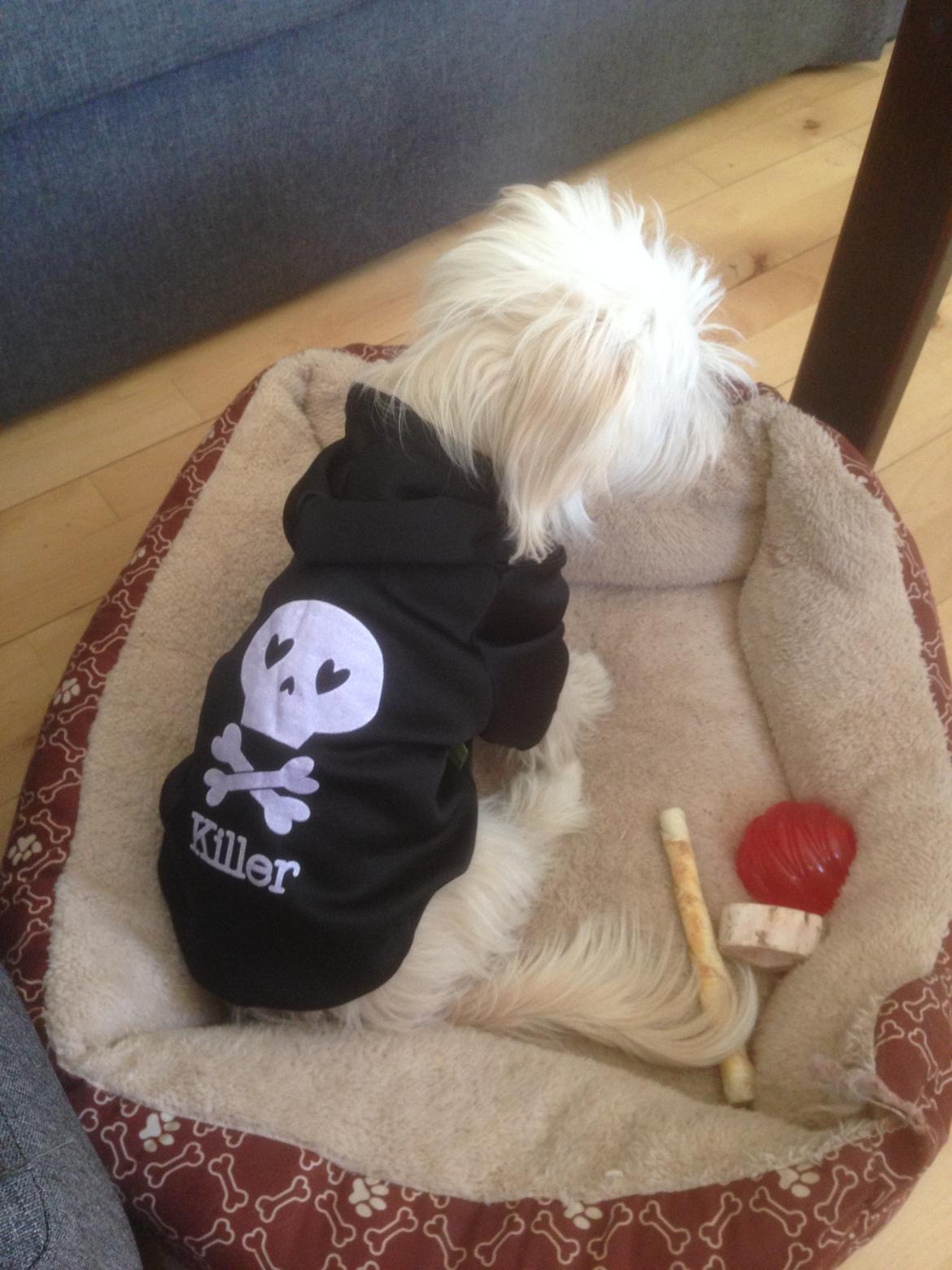 Blanding af racer Luna billede 9