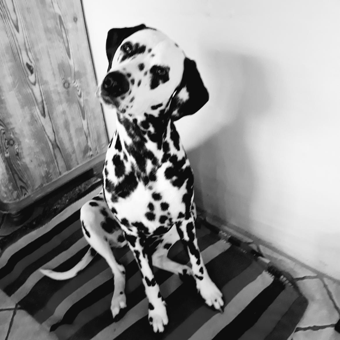 Dalmatiner Alma billede 6