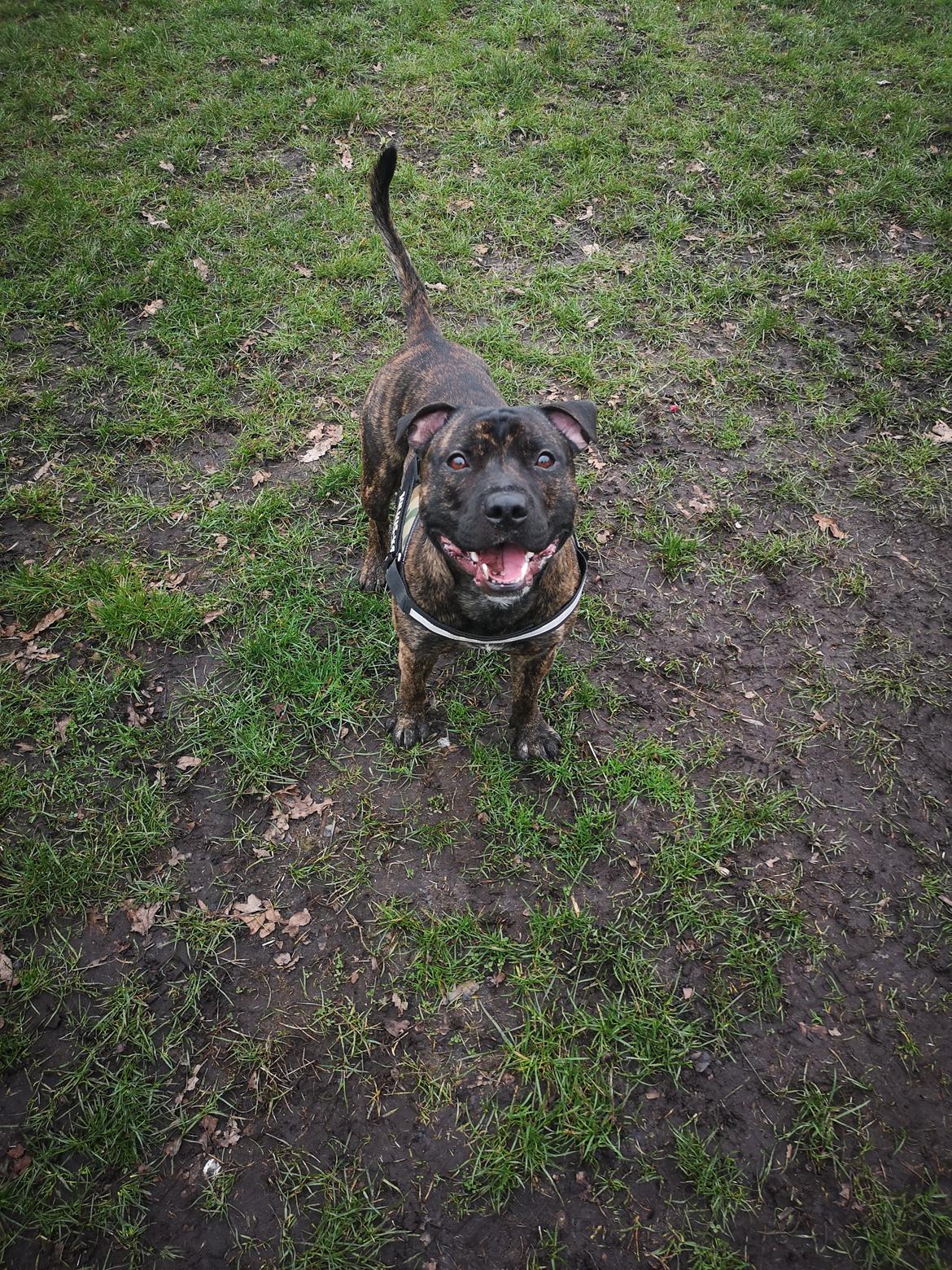 Staffordshire bull terrier Skellys titus "budda"  billede 6