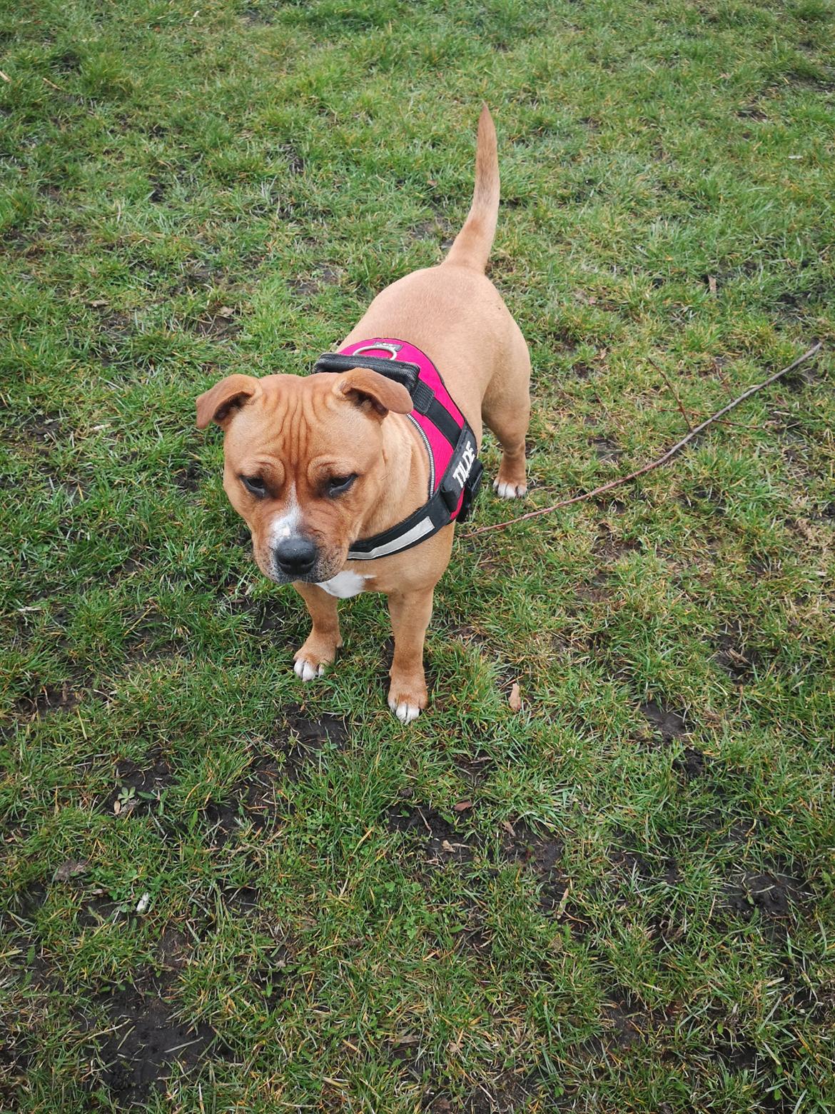 Staffordshire bull terrier Dambergs Tilde billede 12