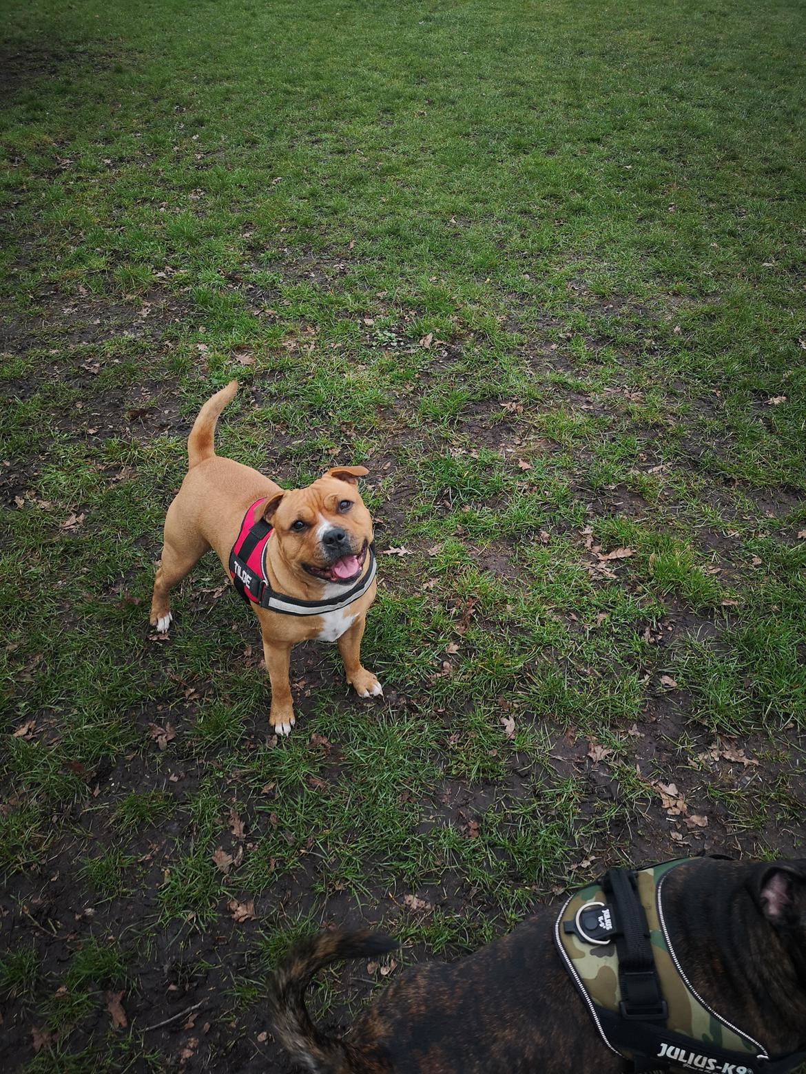 Staffordshire bull terrier Dambergs Tilde billede 13