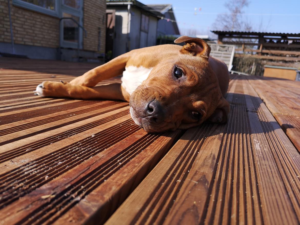 Staffordshire bull terrier Dambergs Isabella  billede 11