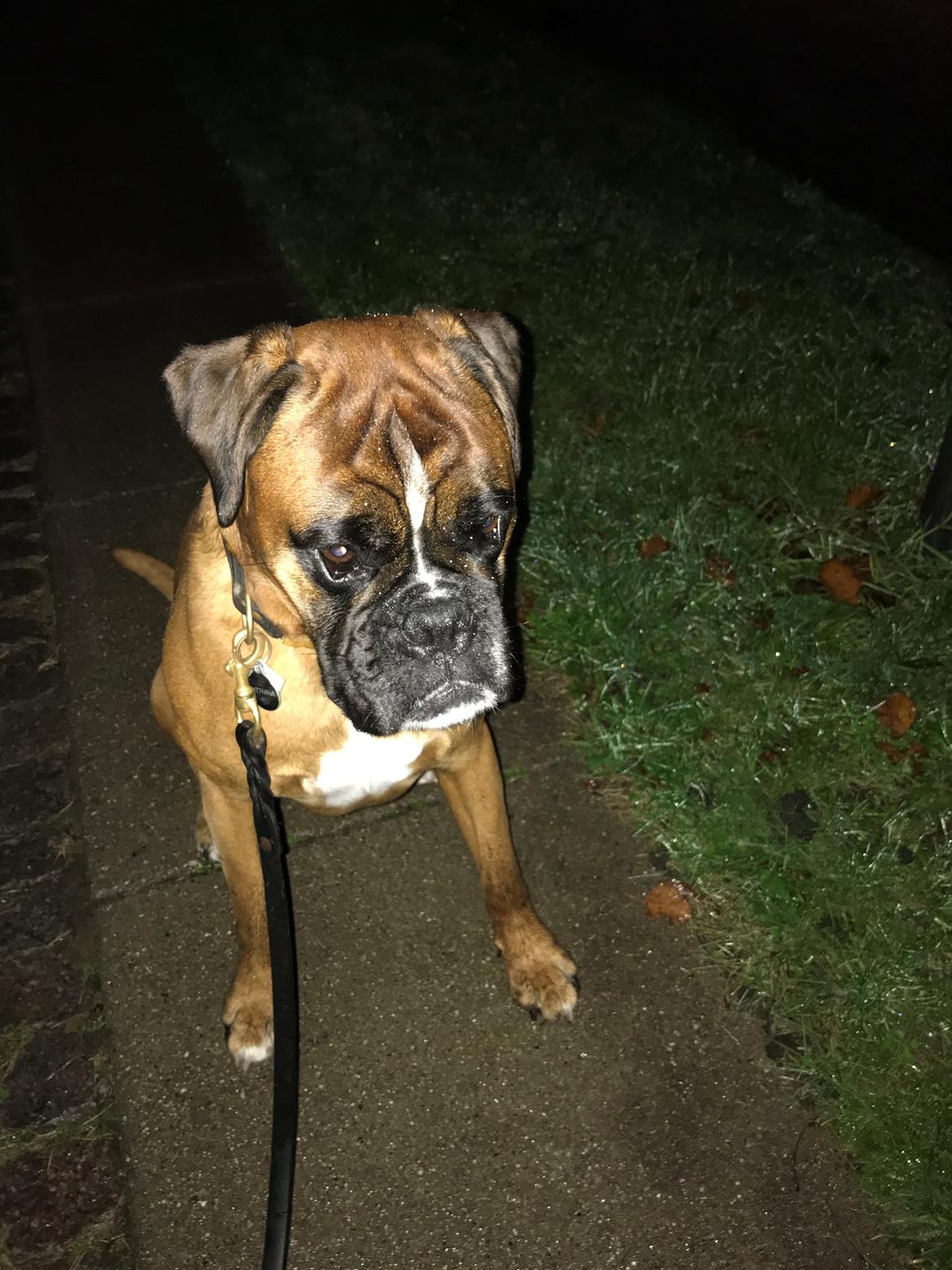 Boxer Von Ellinghaus Indurain (kaldes Ilio) billede 5